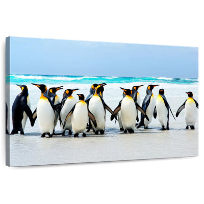 Crowle Penguins In Falkland Islands