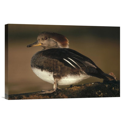 " Hooded Merganser Female Portrait "