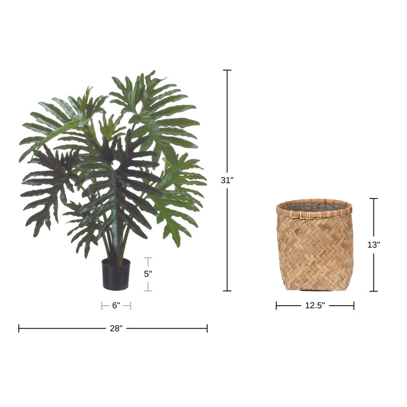 2.5' Philodendron Plant with Bamboo Planter