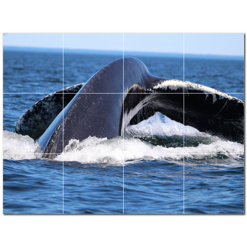 Baleine photo 6 x 6