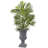 Areca Palm Tree with Gray Urn Planter