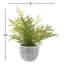 Mini Fern in Ceramic Planter
