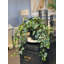 Faux Ivy Plant in Ceramic Pot