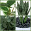 3 pièces artificielles d'eucalyptus artificiels