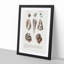 Mollusc Shell Illustrations PL. 25 by Charles D' Orbigny - Picture Frame Graphic Art Print-55610323-55610324