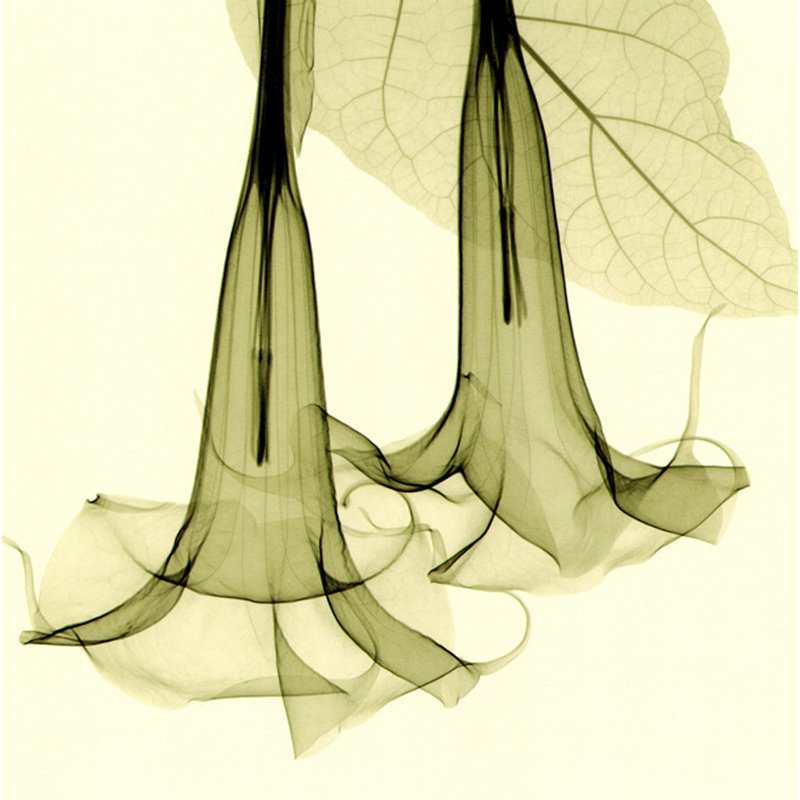Datura IMA-M834, 36'' H x 36'' W