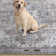 Kujawski Oriental Machine Washable Gray Area Rug