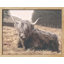 «Vache rétro Shetland, vache, bovins, animaux de la ferme» sur papier-98266307-98266304