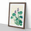 Blooming Hosta Flower by Ohara Koson - Picture Frame Painting Print-55686943-55686944