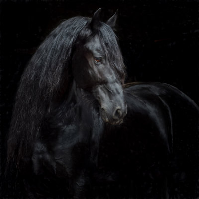 Équine Portrait X. par P.H. Burchett - Photographie sur toile tendue