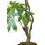 78,57 "Pachira Aquatica artificielle en pot | Arbre à fleurs-1800118341