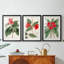 FloraOf TheTropicsI - Impression encadrée sur mesure de qualité supérieure - 3 pièces-1609287419-1609287418