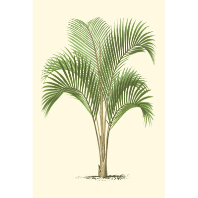 Palmier côtier I