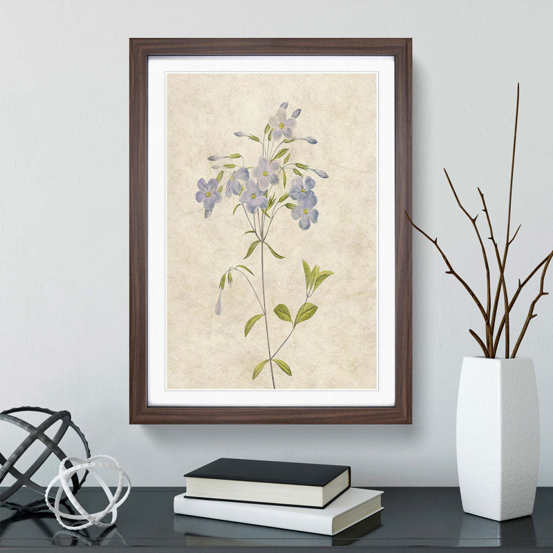 Lilac Phlox Flowers by Pierre-Joseph Redoute - Picture Frame Painting Print, Walnut Framed, 48cm H x 36cm W x 2cm D
