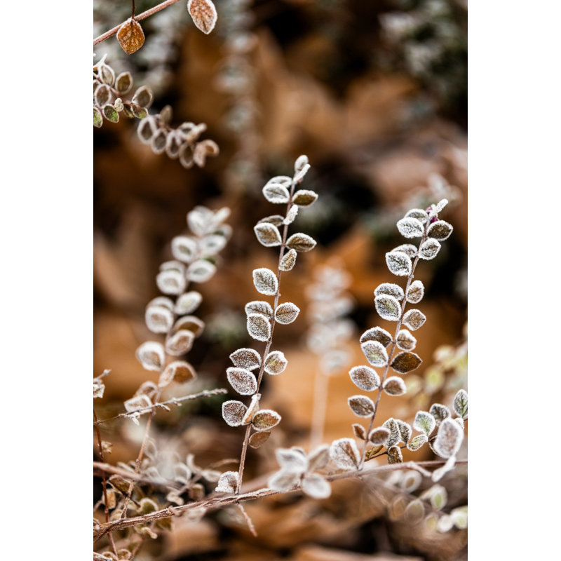 Wrapped Canvas Print, 91.44 cm H x 60.96 cm W