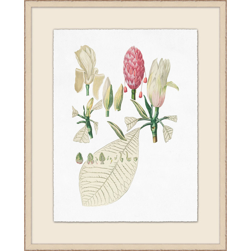 Illustration de bourgeons et de feuilles