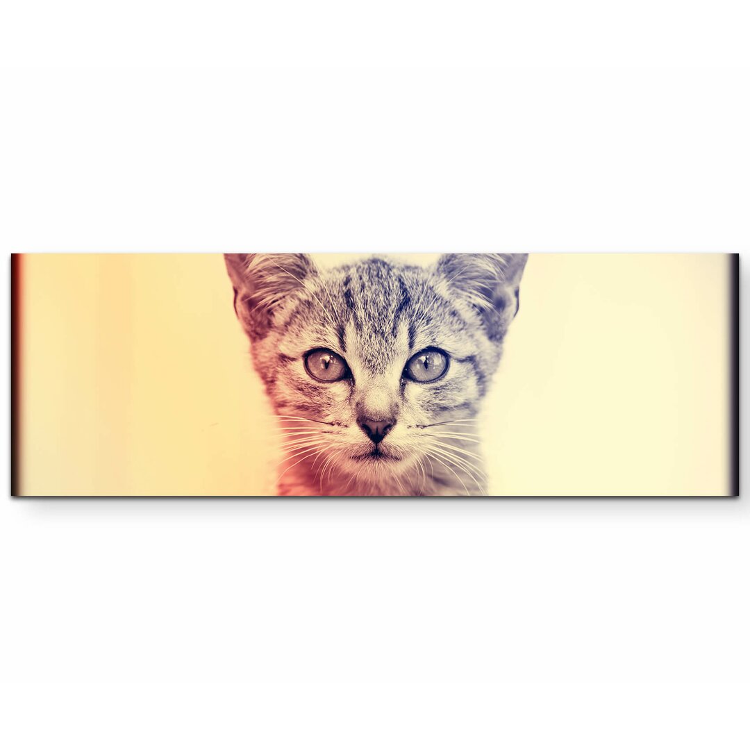 Leinwandbild Portrait - Baby Katze