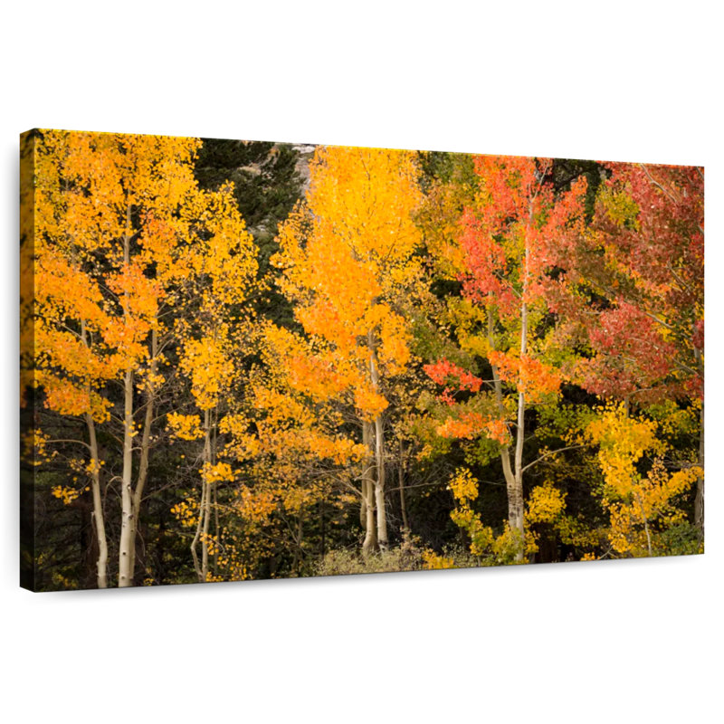Harnek Aspen aux teintes d'automne