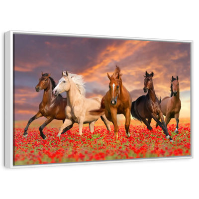 Mustang Horses