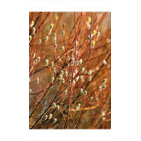Pussy Willows Print