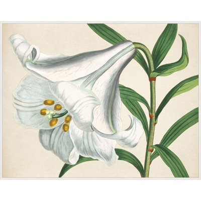 White Blooms 1' Framed Print on Canvas