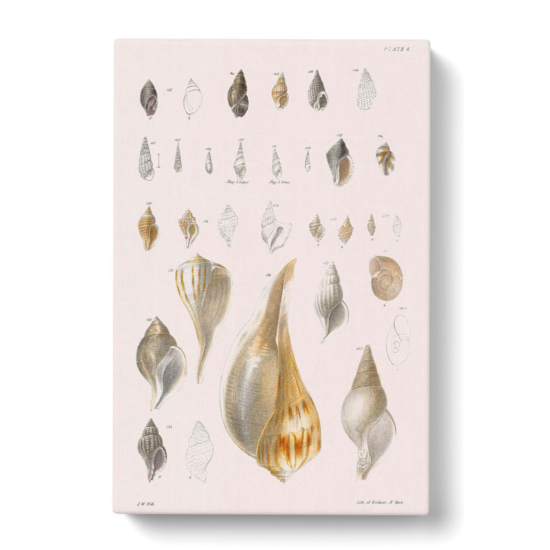 Types Of Seashells PL. 8 by J.E. De Kay - Wrapped Canvas, 50cm H x 35cm W x 3cm D