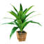 34'' Faux Dracaena Plant in Wicker/Rattan Basket