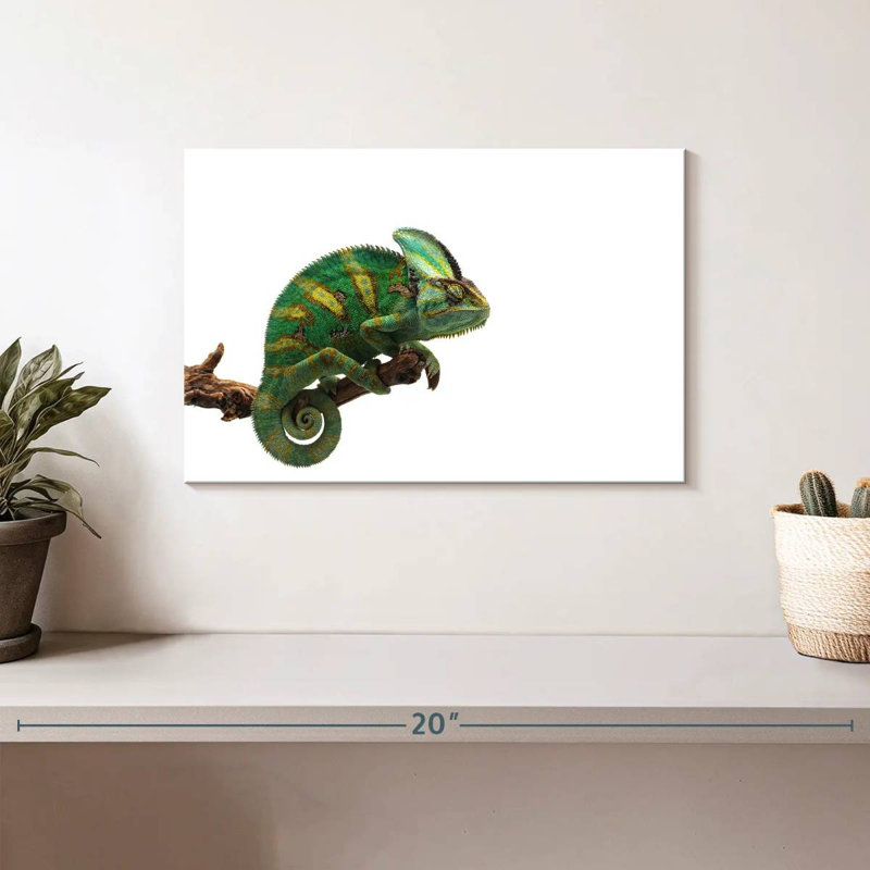 Caméléon à voile vert, H 8 po x l 12 po