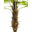 220cm Palm Tree in Pot