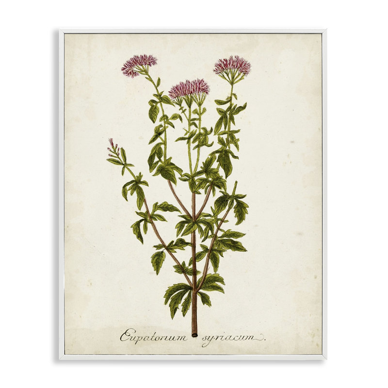 Scientific Flower Study Giclee Art by Unknown bg-042, Coastal White Framed Giclee, 30'' H x 24'' W