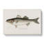Striped Bass by Sherman F. Denton - Wrapped Canvas Painting-55318039