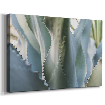 Blue Agave II -Gallery Wrapped Cavas