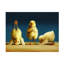 Yoga Chicks par Lucia Heffernan