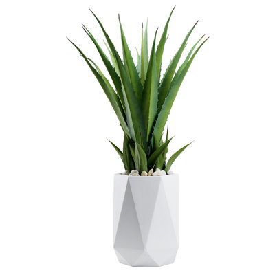 Plante grasse 42 po en pot géométrique