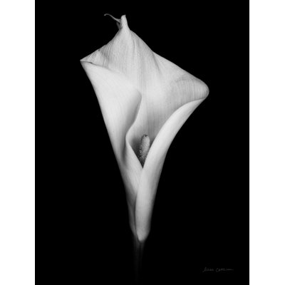 " Elegant Calla I "
