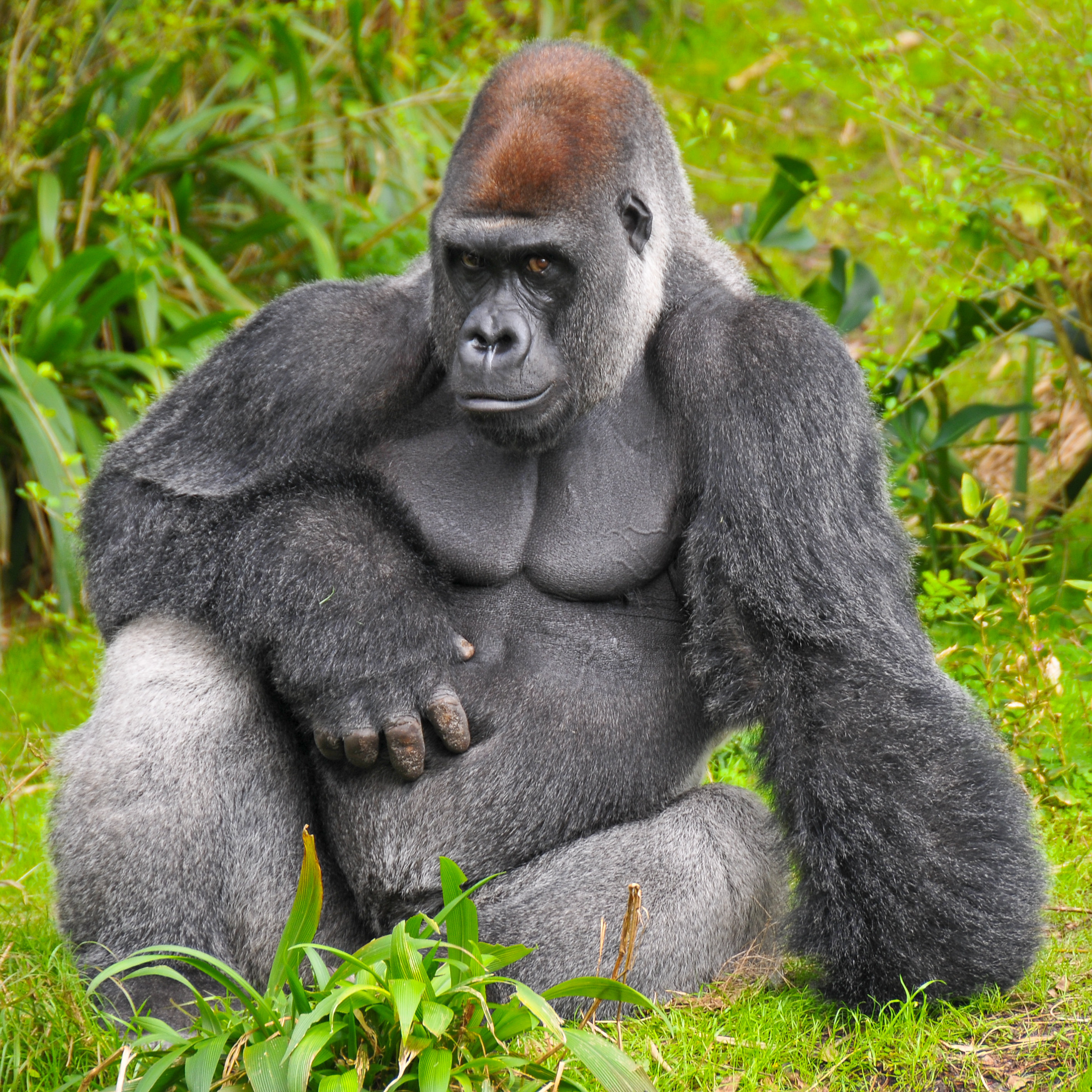 Pillow of Lowland gorilla adult male silverback in zoo, USA