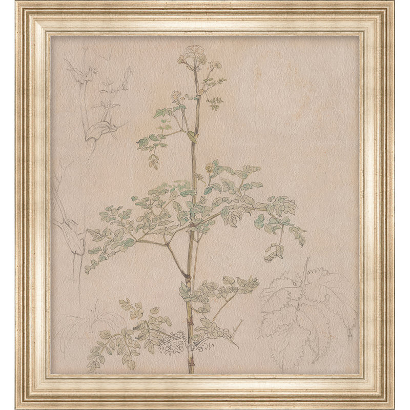 Parsley Sprig