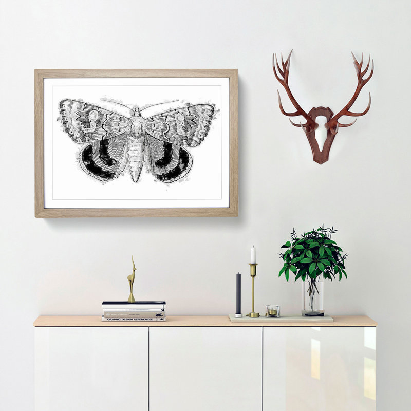 Sleepy Underwing Moth by S.F. Denton - Picture Frame Painting Print, 27cm H x 36cm W x 2cm D, Oak Framed