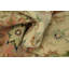 Tapis de couloir traditionnel ivoire et saumon 3 x 13