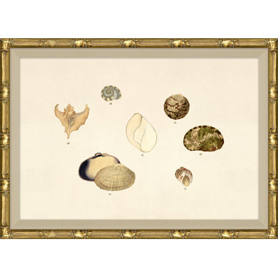 Malacology Study, Plate VI