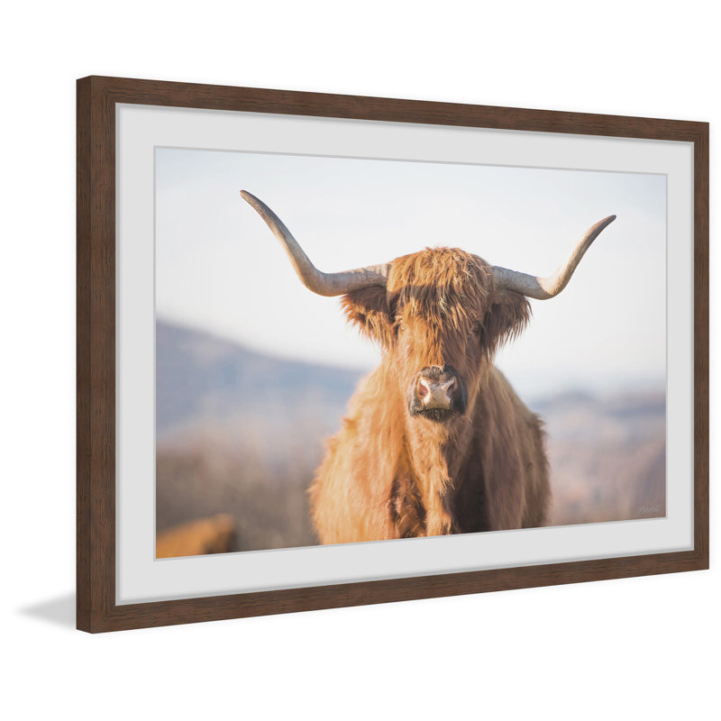 Highland Cow - Print, 61cm H x 61cm W x 3.81cm D, Brown Framed Paper