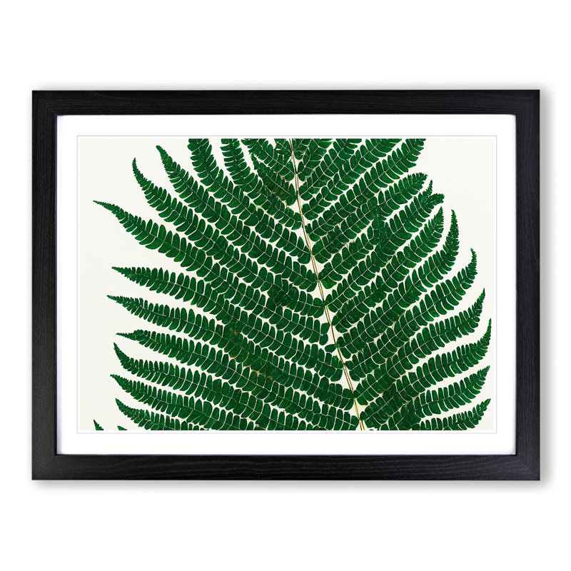 XH1022-8143X Splendorous Fern Leaf - Single Picture Frame Print, 46cm H x 64cm W x 2cm D, Black
