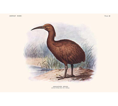 " Aphanapteryx Bonasia "