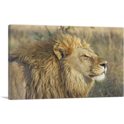 Lion in Savanah Home Decor - reproduction de photo sur toile tendue