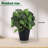 Artificial Fittonia Potted Plant