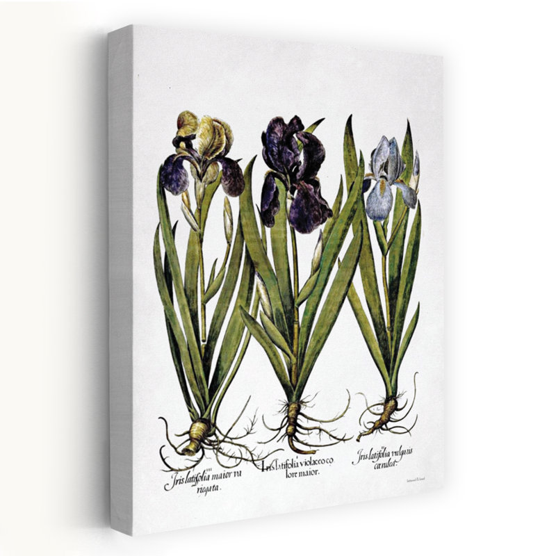 Iris botanique I, art floral contemporain, H 36 po x l 24 po