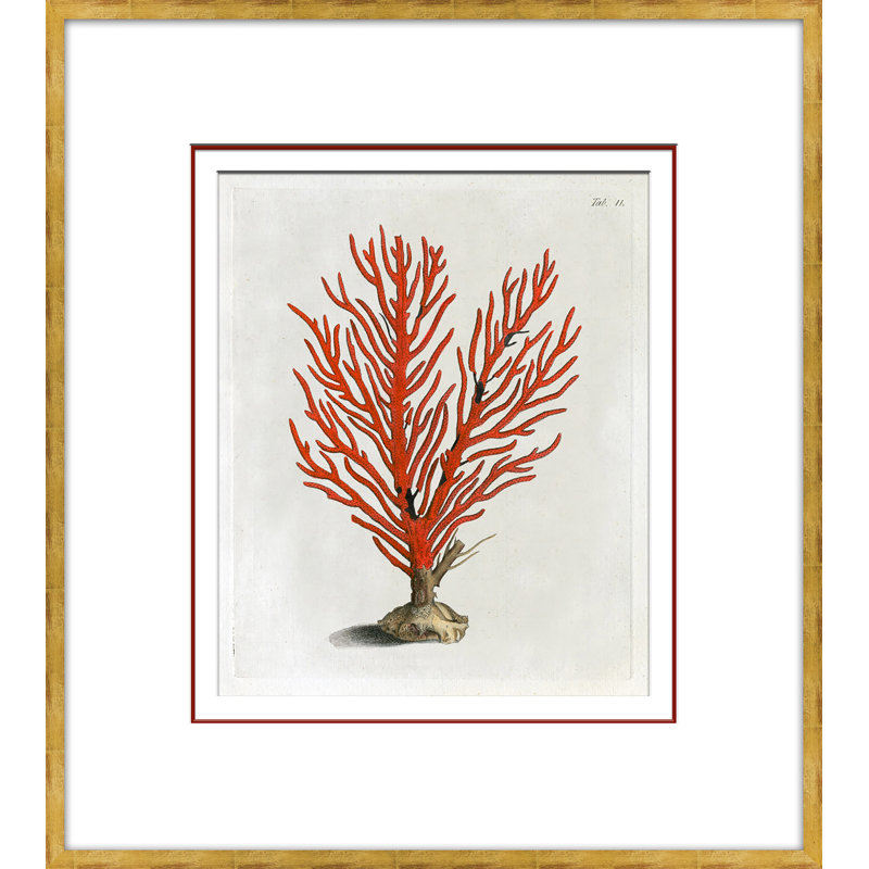 Coral In Red 6 Giclee Print by Dana Gibson