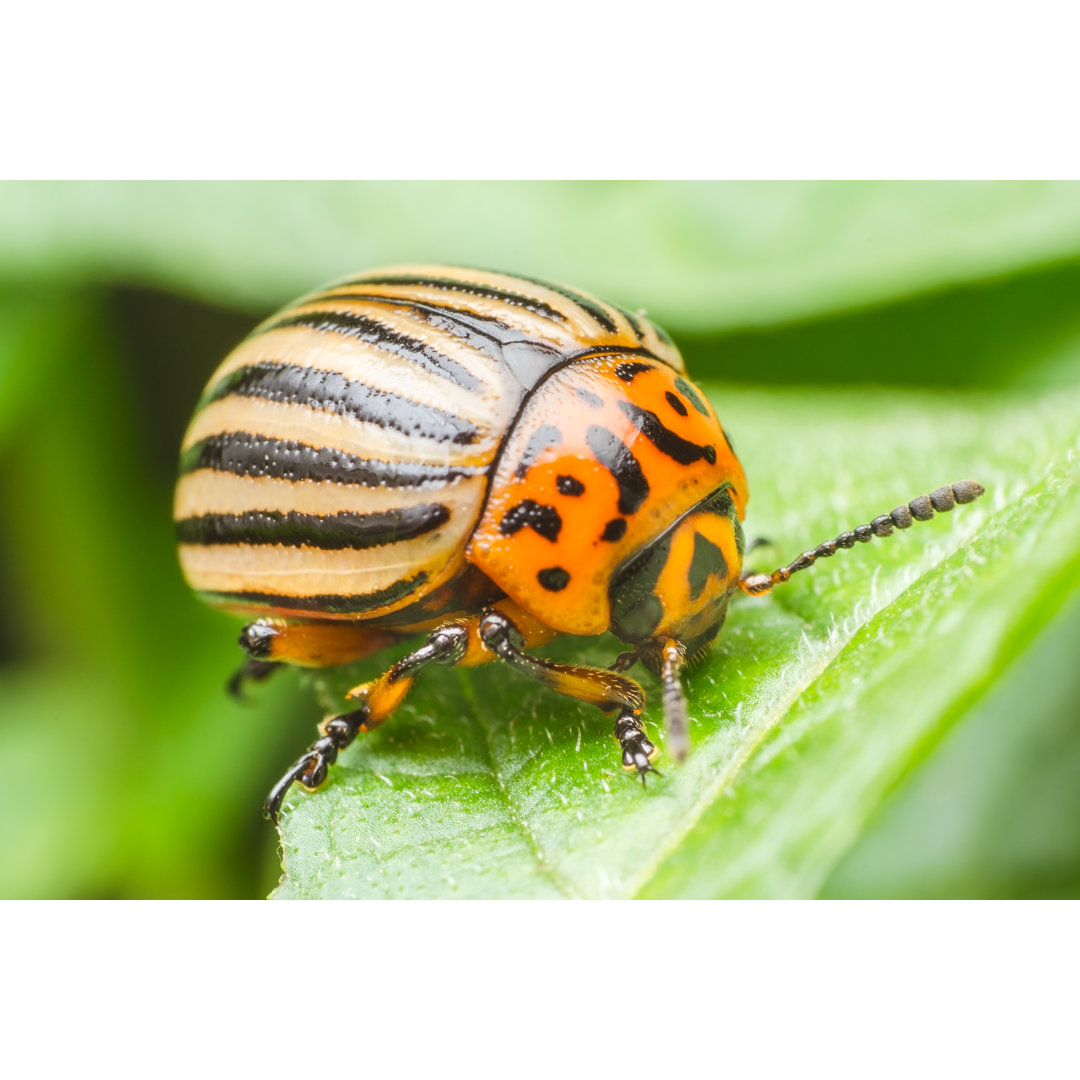 Colorado Potato Beetle von Andrei310 - Leinwanddrucke