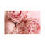 Blush Peonies by Eric Fan - Wrapped Canvas Print-1899074382