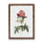 Provins Rose In Pink by Pierre-Joseph Redoute - Single Picture Frame Painting-48233597-48233592